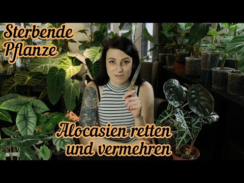 Alocasia stirbt | retten und vermehren durch Teilung
