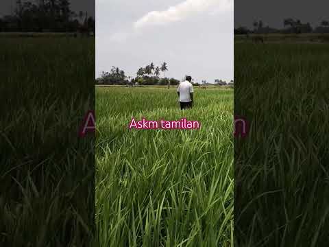 #nature #tamil #travel #goundamani #adventure #senthil #viralreels #comedy