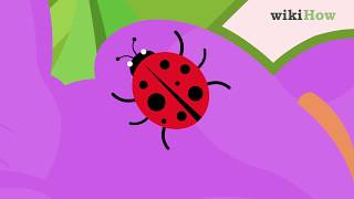 How to Take Care of a Ladybug