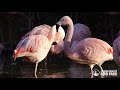 Chilean Flamingos