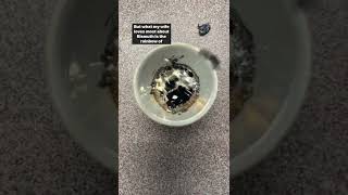 Download lagu #Bismuth #BismuthCrystals 😱 #smelting 🤔 #ChemistryLab ⚗️ #STEMEducator 👩‍🔬 #LoveWins 🏳️‍🌈 mp3