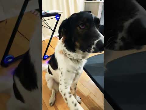 #sweet #dog #boni #anatoly