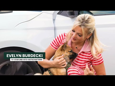 Hitzefalle Auto: Lass deinen Hund niemals im Auto zurück!