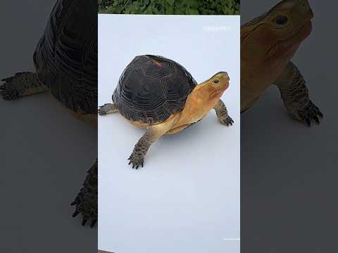 After 50 Years Together… He Couldn’t Say Goodbye