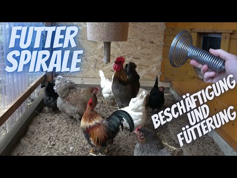 Hühner Tipp 9 -  Futterspirale für Hühner   Beschäftigung und Fütterung   chicken toys