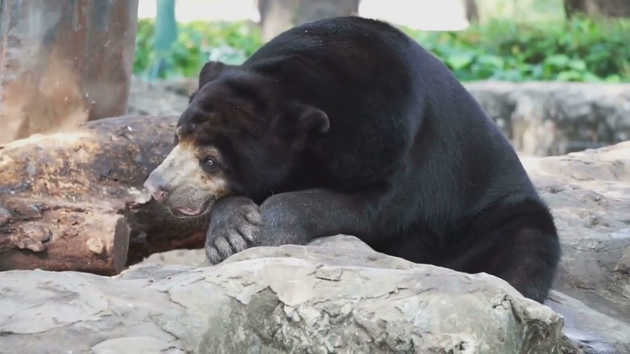 Botum Sakor National Park Video