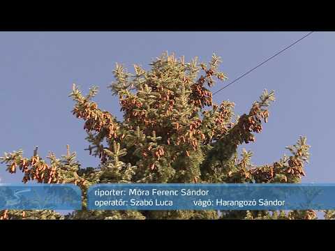 Már a Klauzál téren áll a város karácsonyfája - Szegedi Hírek - 2018.11.15.