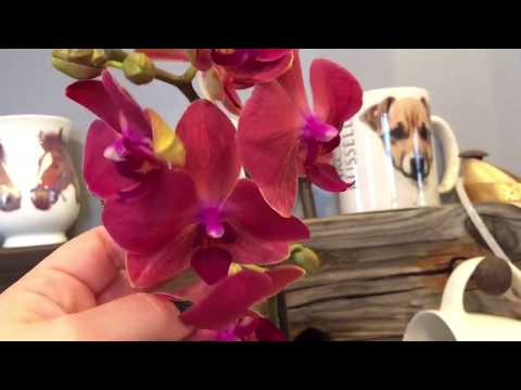 Water culture orchid update and 3 new Phalaenopsis