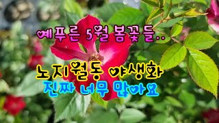 5월  너무 많은 야생화  예푸른 택배 가능해요  2022년 5월11일