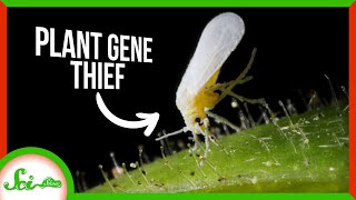 Whiteflies Destroy Crops Thanks to a Stolen Plant Gene | SciShow News