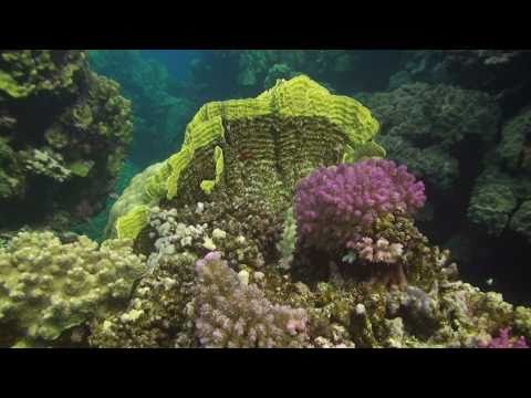 Wadi Lahami 2010 trailer.mov