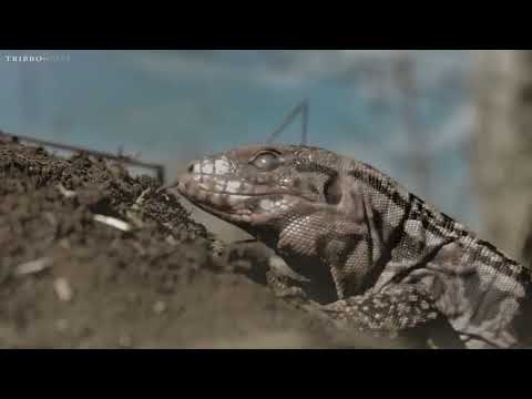 Cgi Vfx Spot Hd: «Mitsubishi Estrada» От Tribbo Post