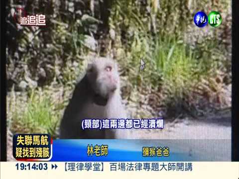 獼猴頸上的枷鎖... 追蹤器害死牠