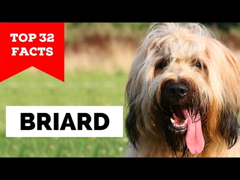 99% of Briard Owners Don't Know This