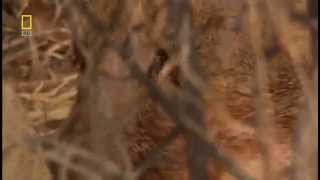 Смотреть онлайн Захватывающий фильм о диких кошка: Львы