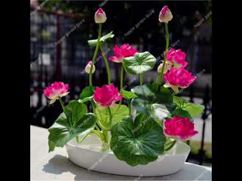 මීදුම් වලාවන් ගලාලා