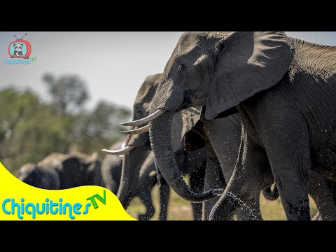 El Sonido de los Animales - Canción Infantil