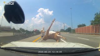 [問卦] 台灣為何愛養狗