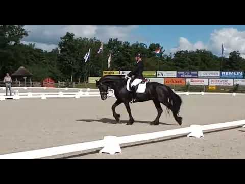Stal Okkema's Tjibbe - Reinder x Wobke *sport* stallion - 1.68m - Z1 dressage