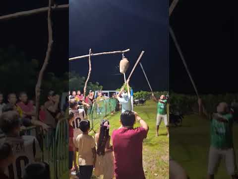 DERRUBADA DO JUDAS OITICICA frecheirinha Ceará