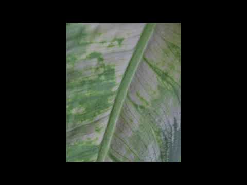 Indefinite Pitch premieres. maxwell - Refuge [Self-released]