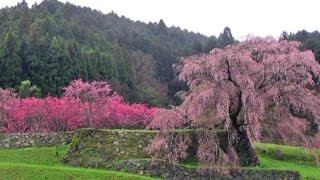 preview picture of video '又兵衛桜　樹齢３５０年の桜　♫　春よ　来い。奈良宇陀市'
