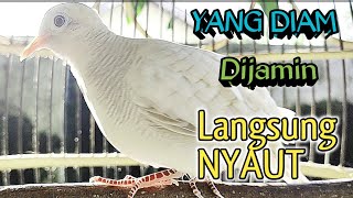 Download lagu 30 Menit Perkutut Putih Gacor. SUARA BESAR mp3 Download lagu 30 Menit Perkutut Putih Gacor. SUARA BESAR mp3