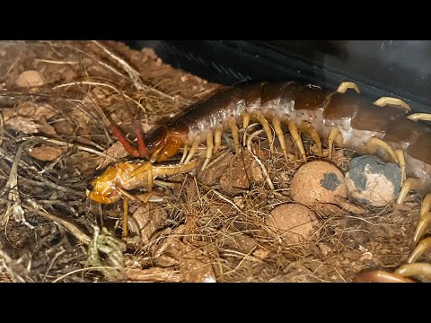 Stonožka červená (Scolopendra subspinipes) — video o chove a starostlivosti