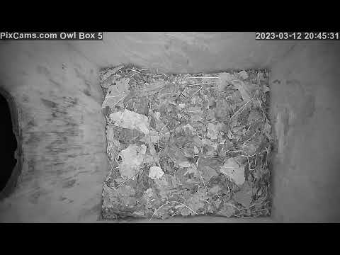Female eastern screech owl check out Owl Box 5 and fluffs up nesting material 3/12/2023