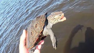 Very Early Blue Crab Trip, Is It Worth Going?