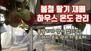 봄딸기는 물딸기다? 온도관리하나만 잘해도 딸기는 맛있다!! 봄철 딸기 재배 온도관리!