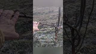 How to control vigorous upright growing pear trees. Hint, it's not with pruning!