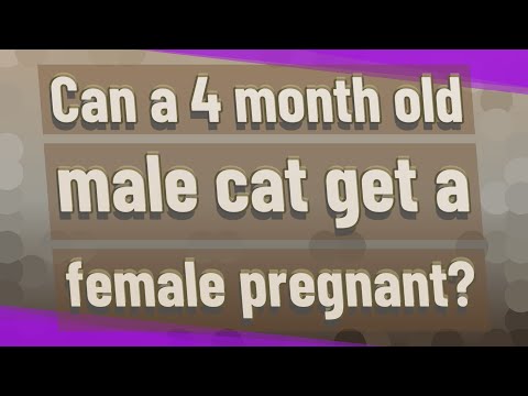 Can a 4 month old male cat get a female pregnant?