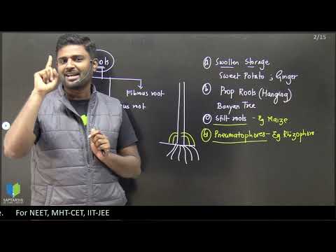 NEET 2022 Modifications in flowering Plants