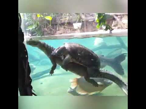 QUARENTENA,OS ANIMAIS NOS DÃO UMA LIÇÃO