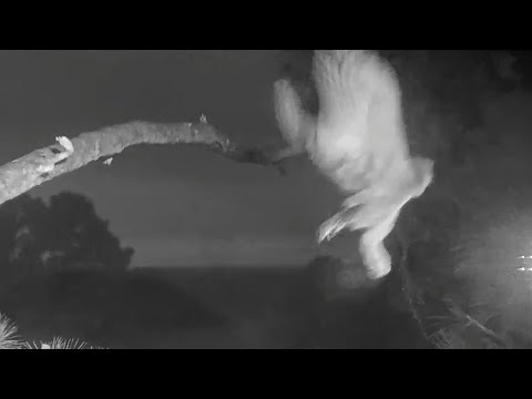 Great Horned Owls | Little grey owlet leave home again | April 17, 2022