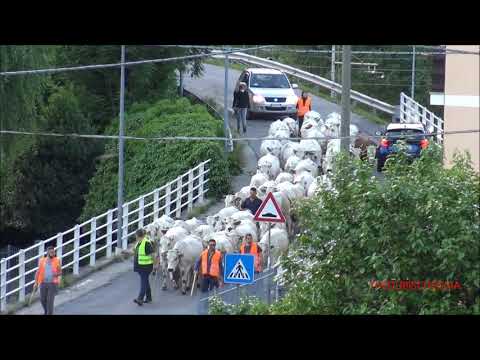ORE 6,30 PASSA LA TRANSUMANZA A ROBILANTE. (CN) SAB. 5 - 6 - 2021.