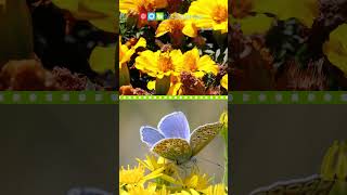All About Flowers #shorts #ngscience