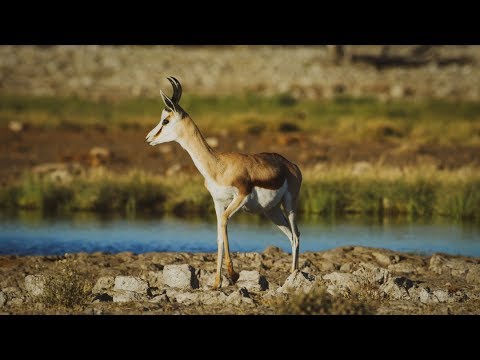 Springbok - 4K clip