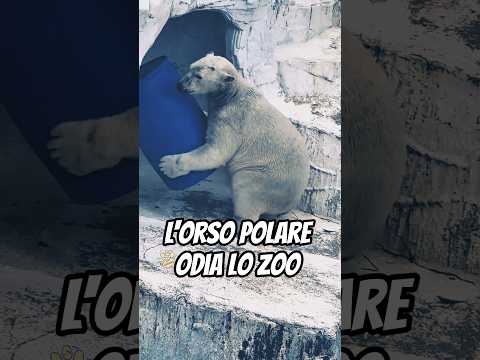 L'orso polare odia lo zoo 🐻‍❄️ #shorts
