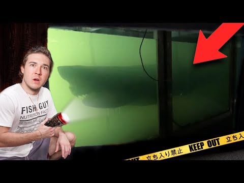 This SHARK Should NOT BE SOLD AT THE STORE... (So we bought it)