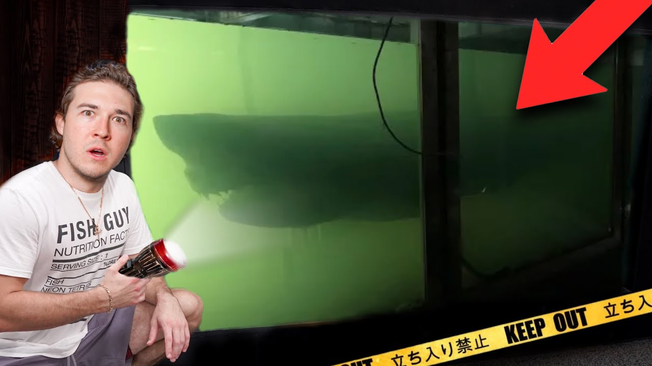 This SHARK Should NOT BE SOLD AT THE STORE... (So we bought it)