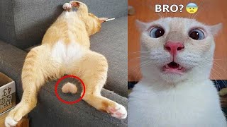 Try Not To Laugh 🤣 Funniest Cats and Dogs 2023 😹🐶 Part 13