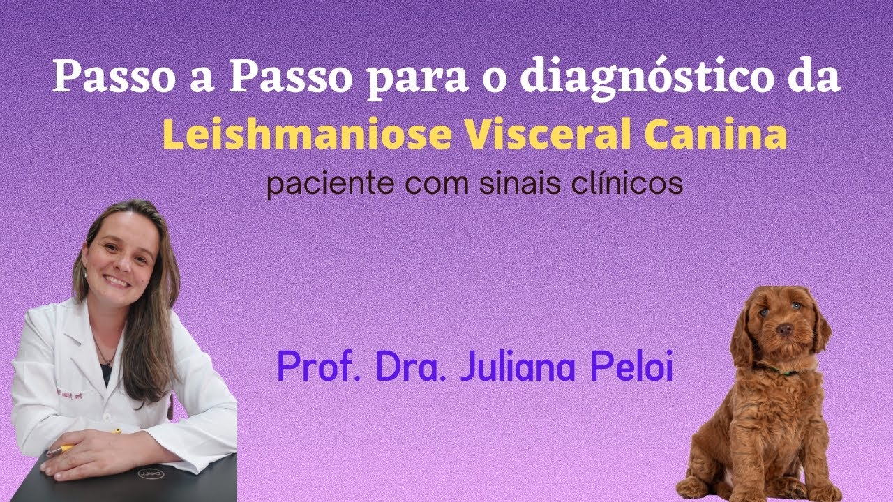 Passo a Passo para o diagnóstico da Leishmaniose Visceral Canina - paciente com sinais clínicos