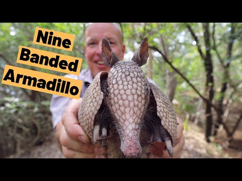 image-How many bands do armadillos have?