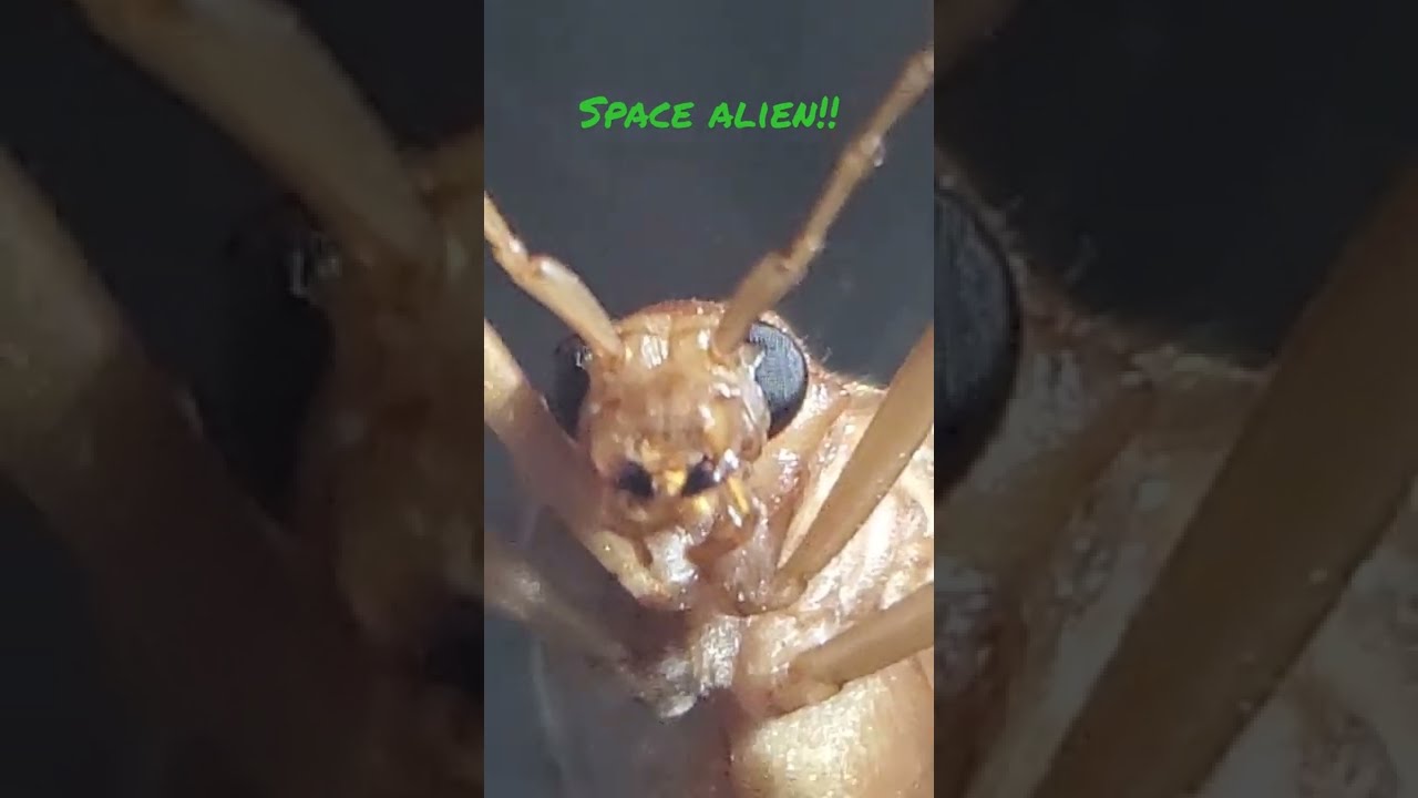 Space Alien Insect!!