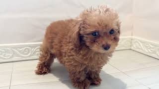 トイプードルの動画01