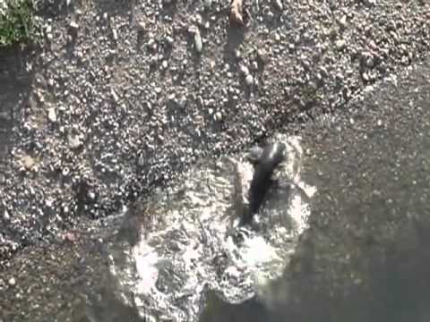 Des poissons chats attaquent des pigeons   SbitarMr36