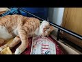 Buttuma Sleep Overloaded