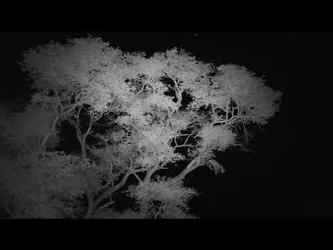 Djuma: Baboons ready for the night - 18:39 - 04/12/19